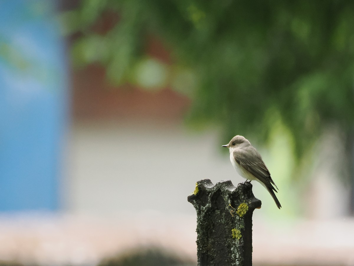 Spotted Flycatcher - ML620336002