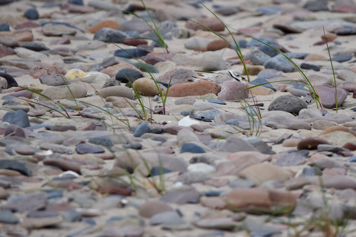 Piping Plover - ML620336011