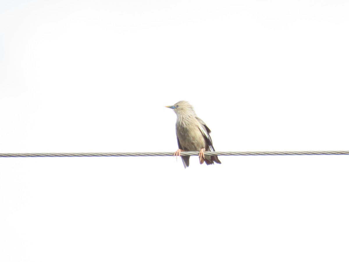 Chestnut-tailed Starling - ML620336021
