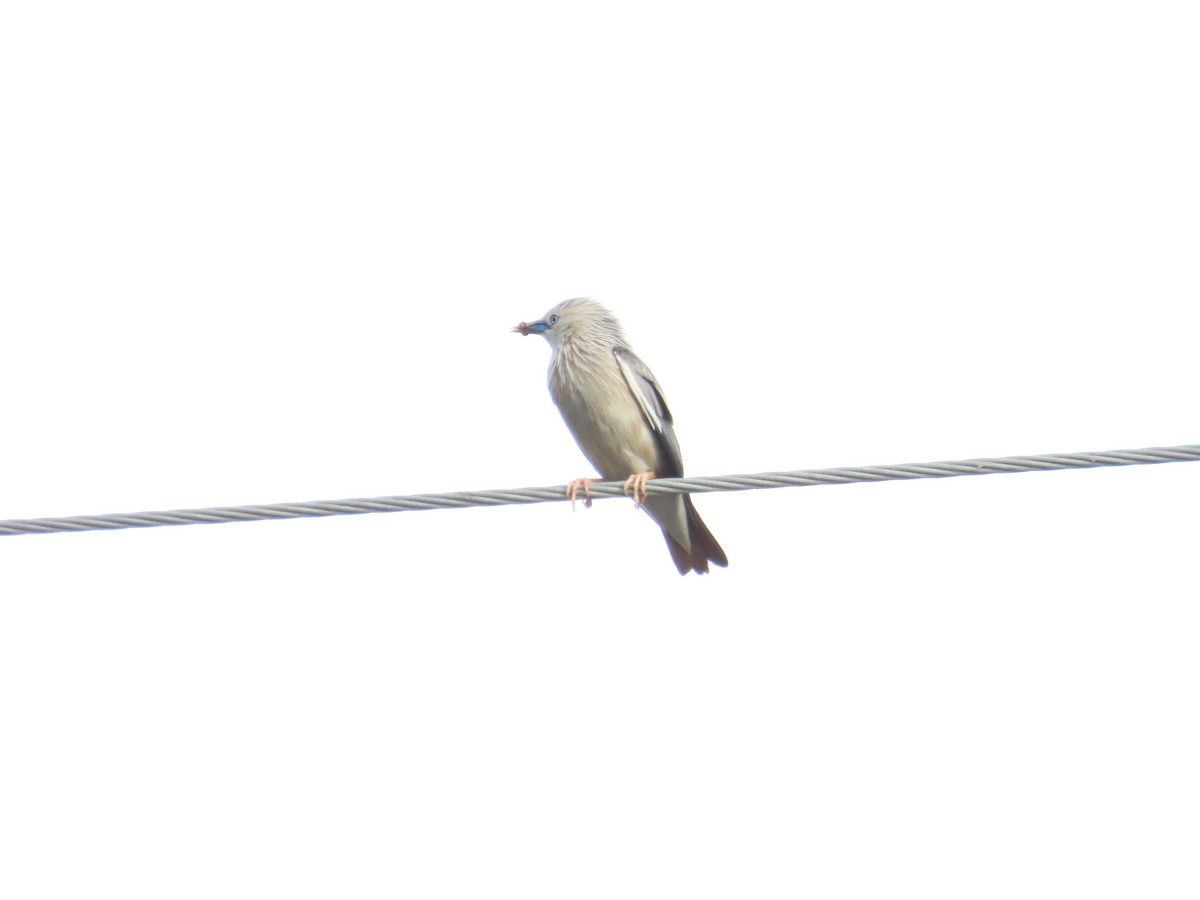Chestnut-tailed Starling - ML620336022