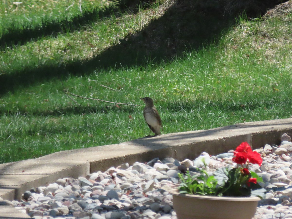 Gray-cheeked Thrush - ML620336024