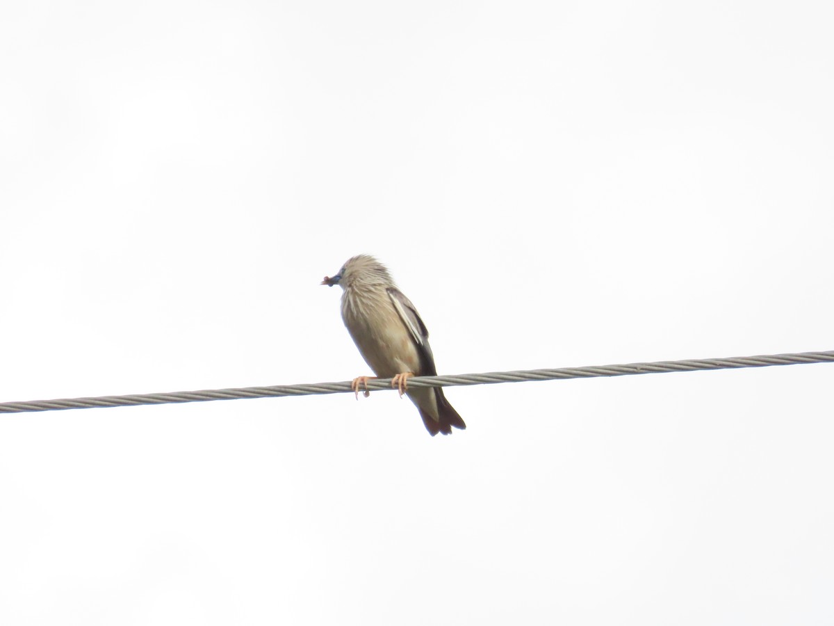 Chestnut-tailed Starling - ML620336025