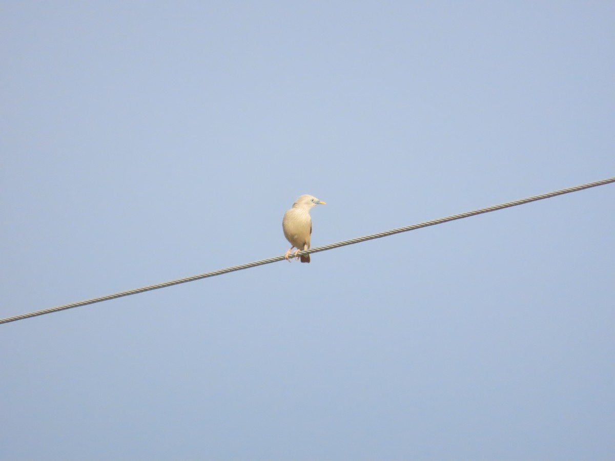 Chestnut-tailed Starling - ML620336027