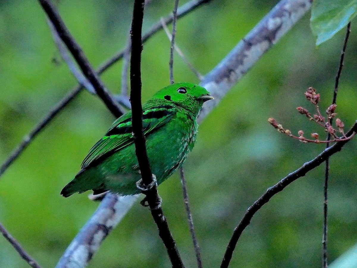 Green Broadbill - ML620336031