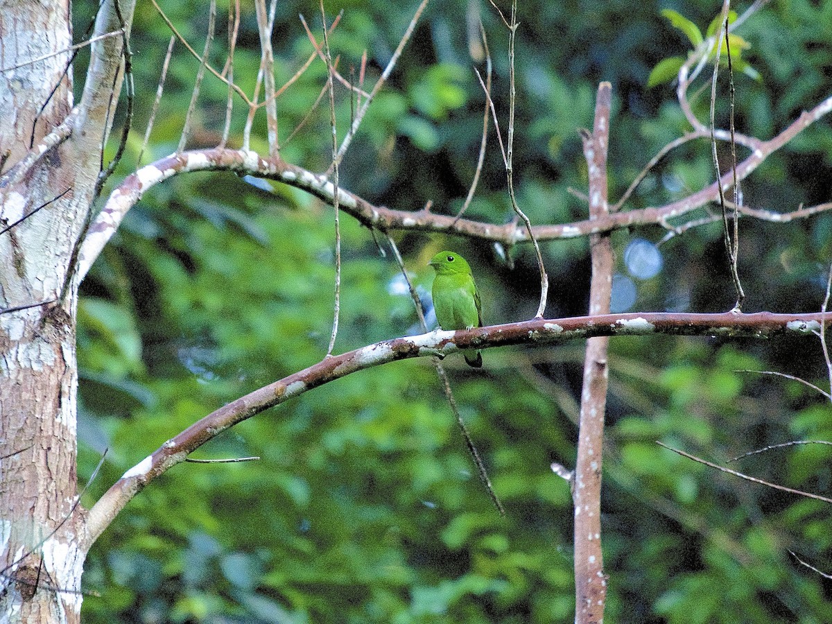 Green Broadbill - ML620336035