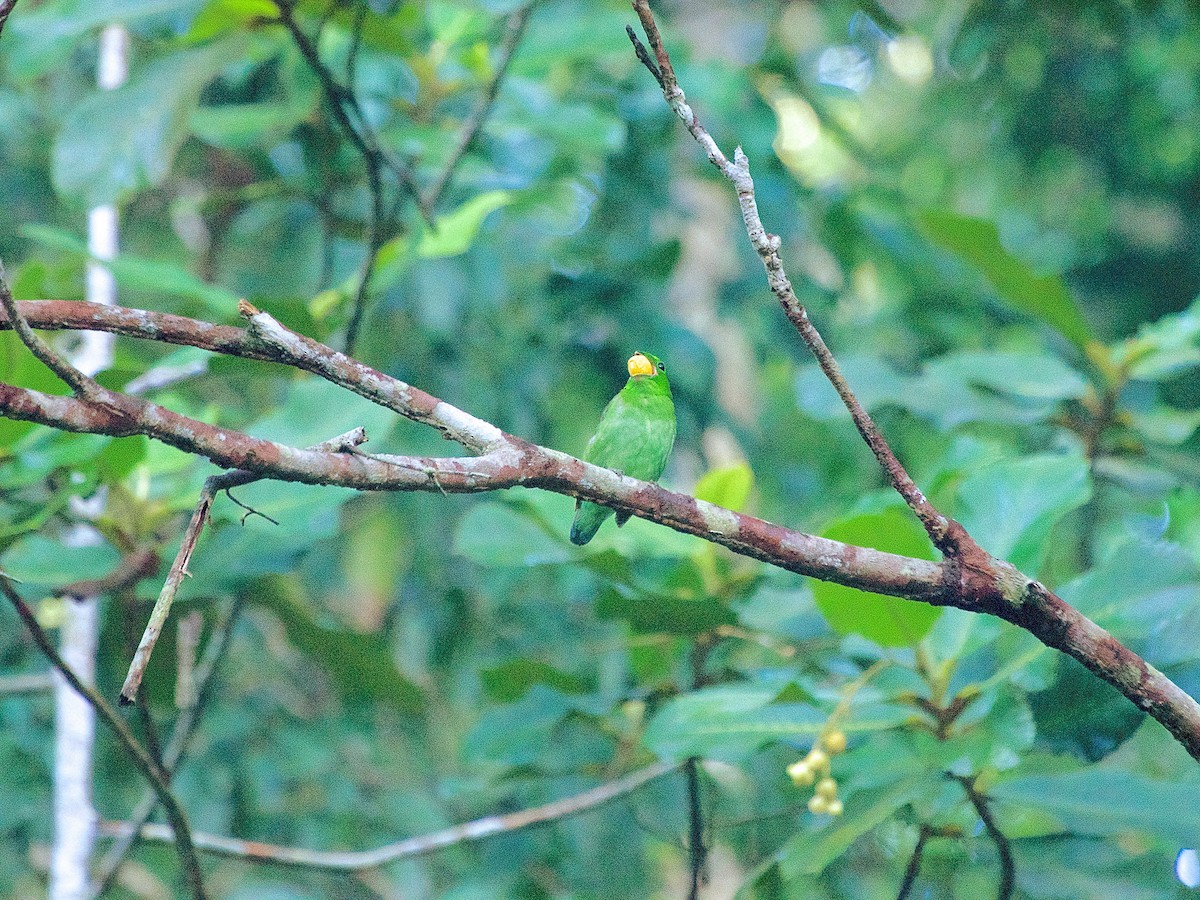 Green Broadbill - ML620336036