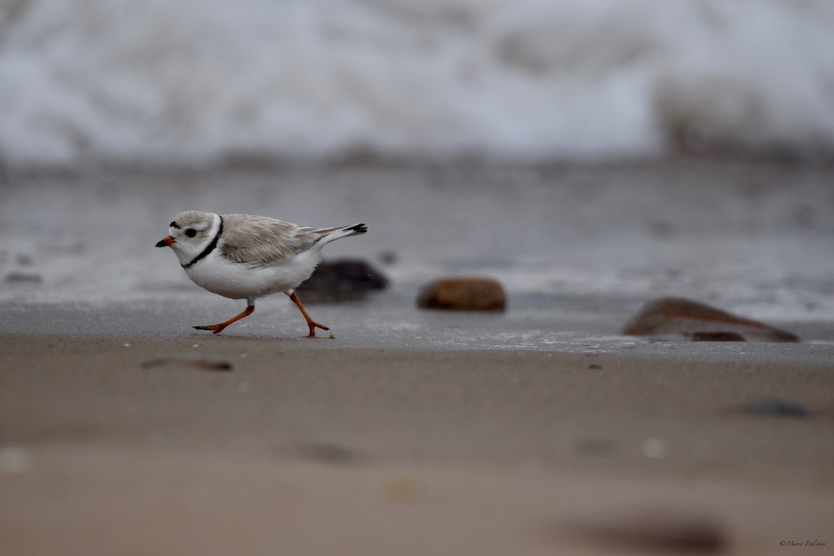 Piping Plover - ML620336037