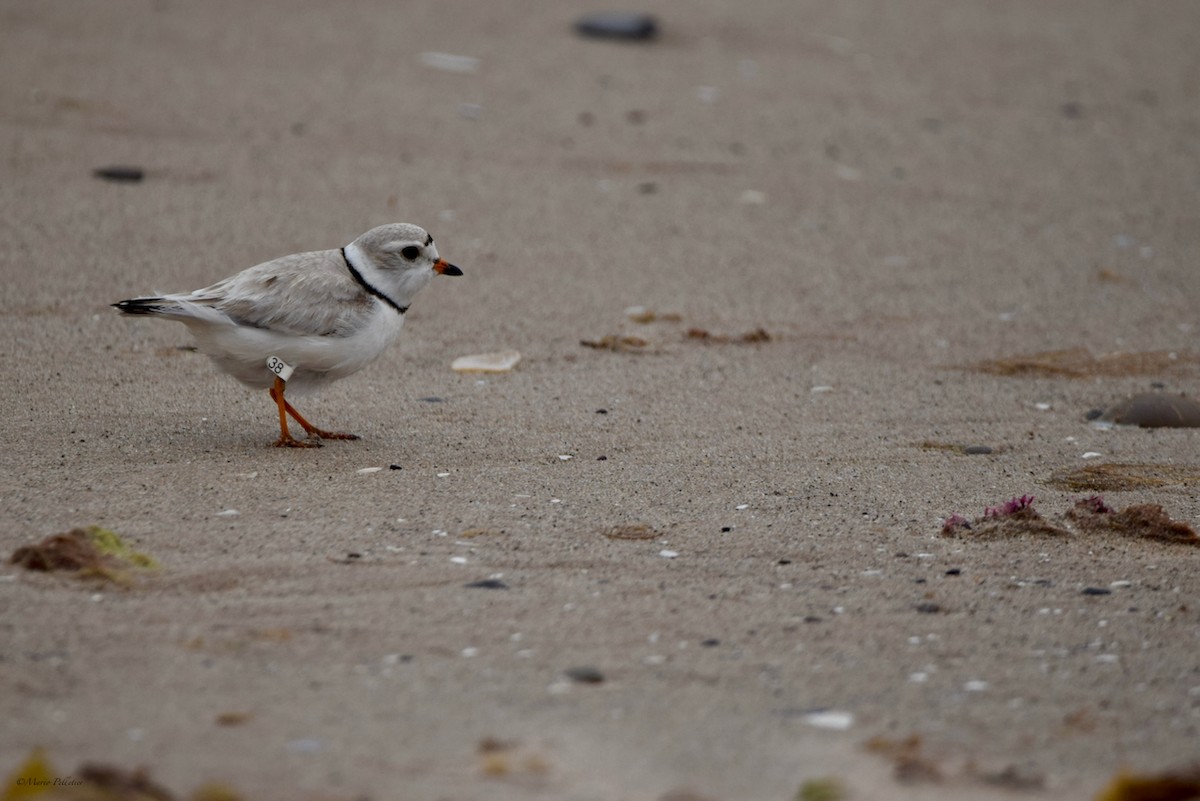 Piping Plover - ML620336042