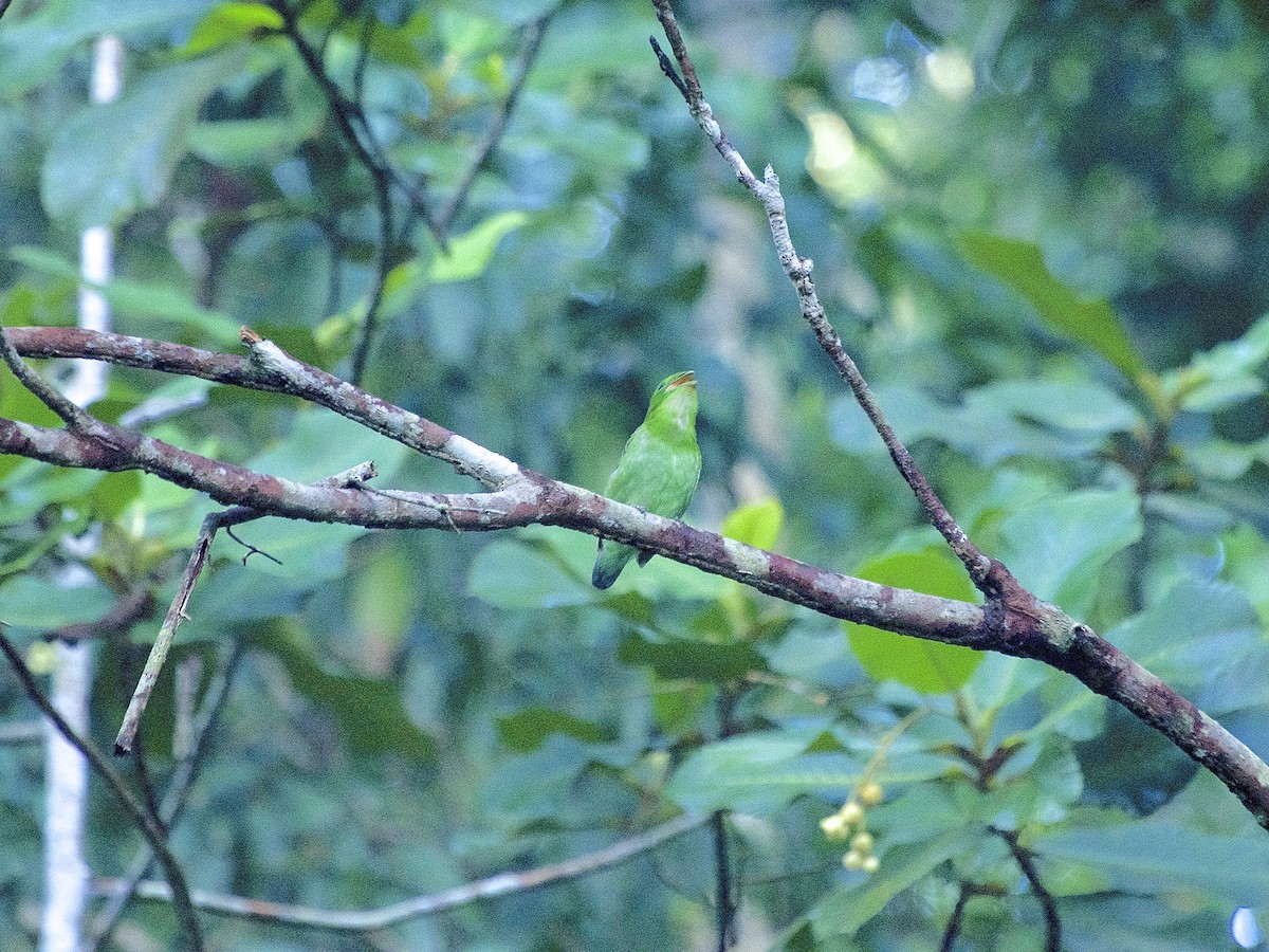 Green Broadbill - Anonymous