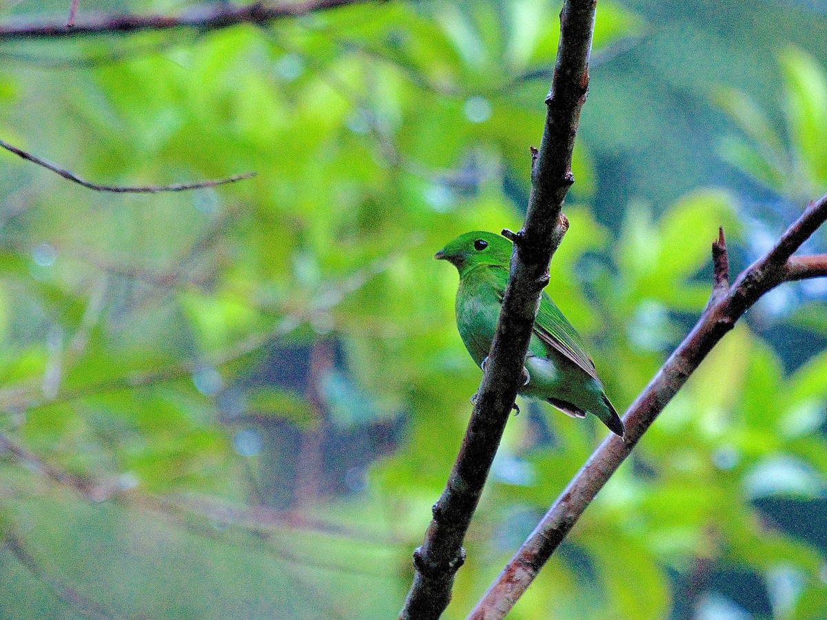 Green Broadbill - Anonymous