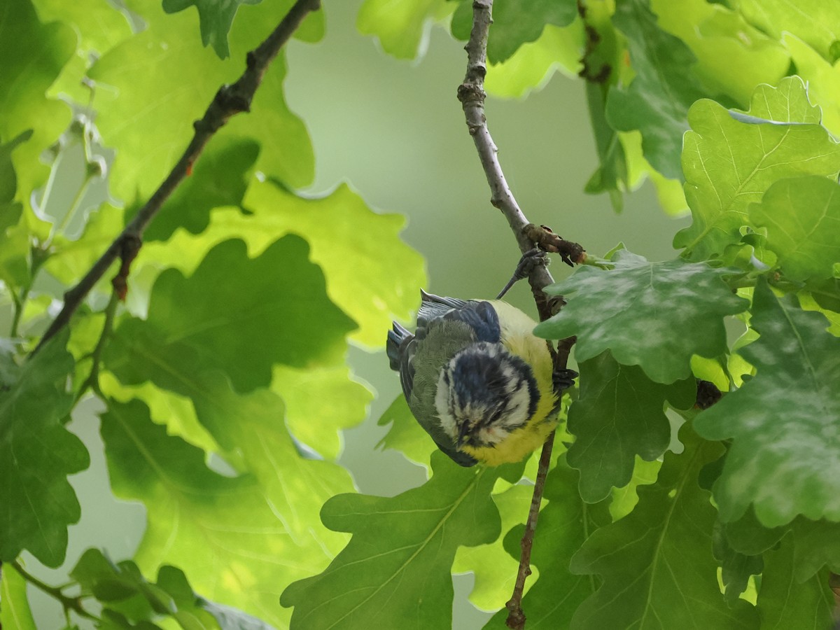 Eurasian Blue Tit - ML620336050