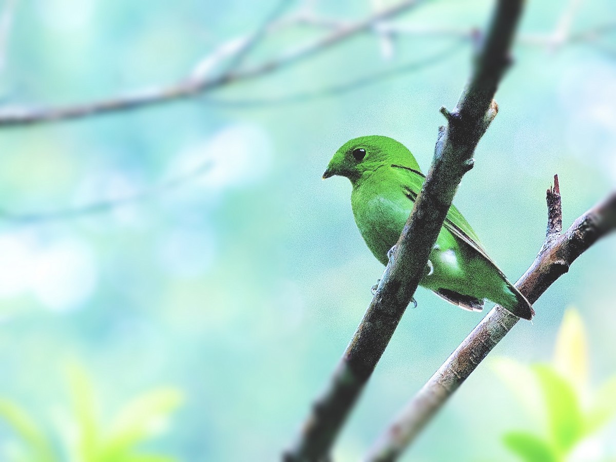 Green Broadbill - ML620336054