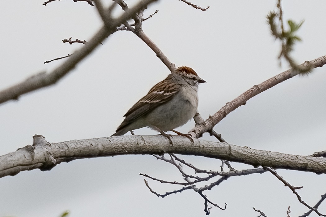 Chipping Sparrow - ML620336057