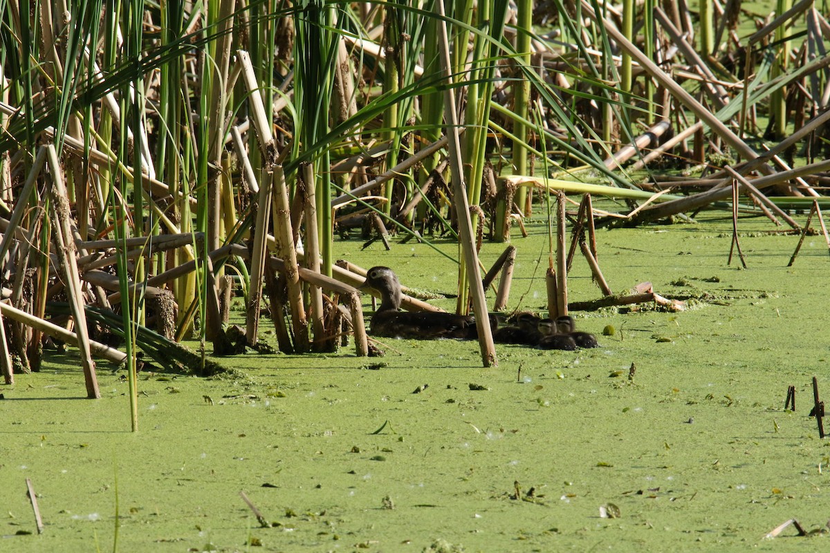 Wood Duck - ML620336073