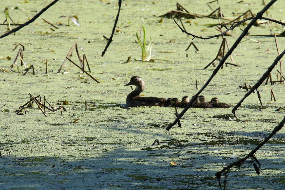 Wood Duck - ML620336074