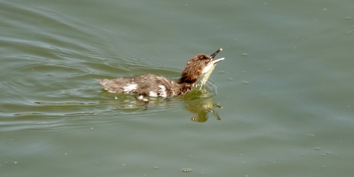 Common Merganser - ML620336084