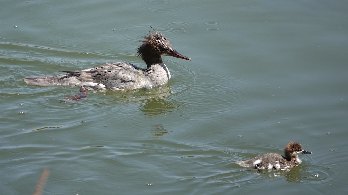 Common Merganser - ML620336086