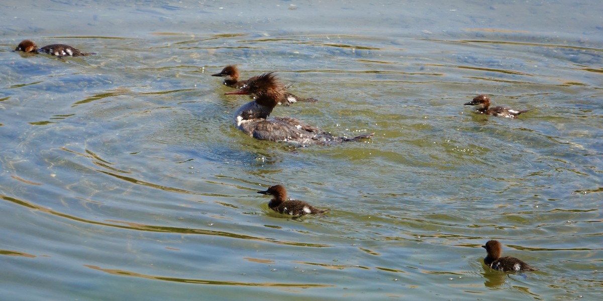 Common Merganser - ML620336087