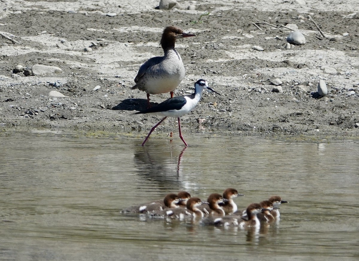 Common Merganser - ML620336089