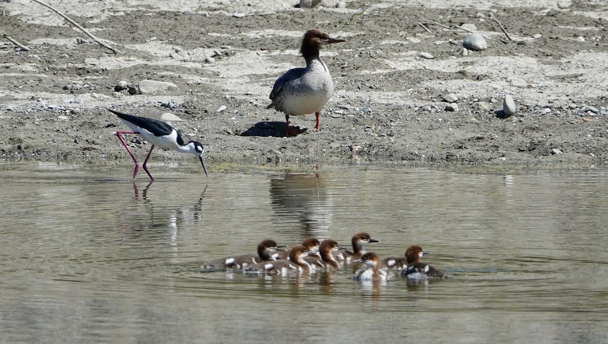 Common Merganser - ML620336090