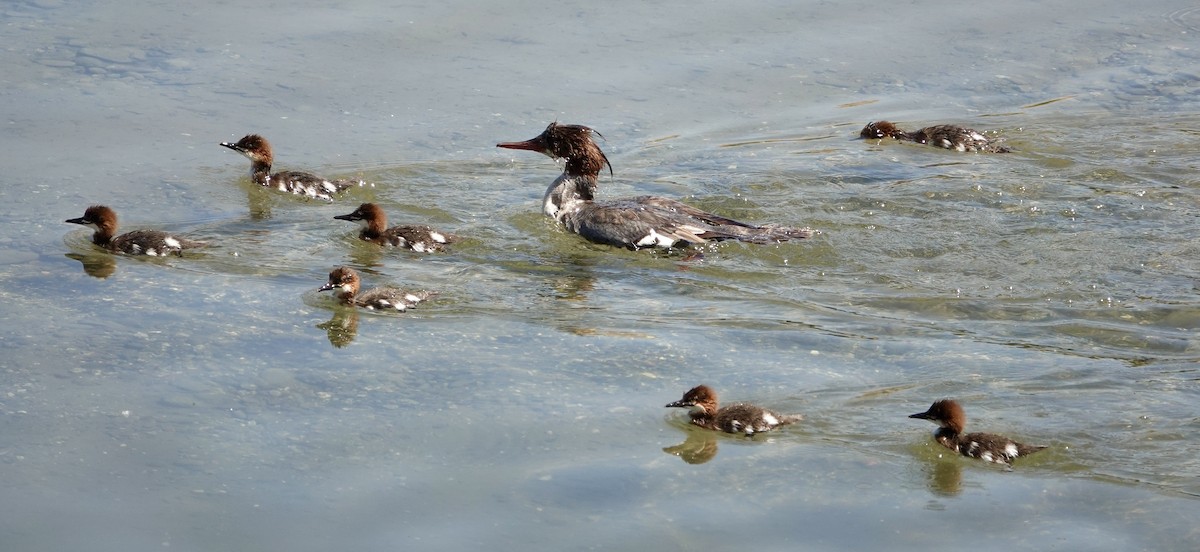 Common Merganser - ML620336091