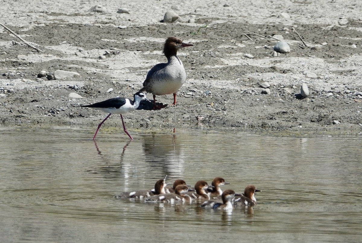 Common Merganser - ML620336092