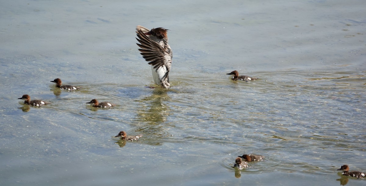 Common Merganser - ML620336093