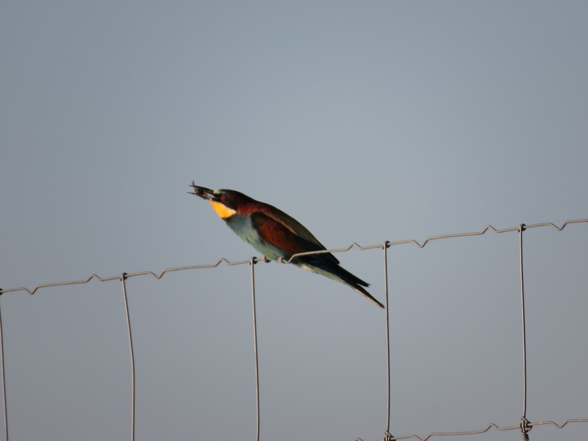 European Bee-eater - ML620336103