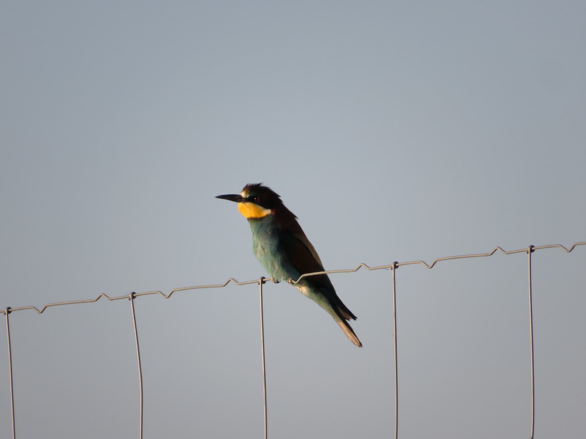 European Bee-eater - ML620336104
