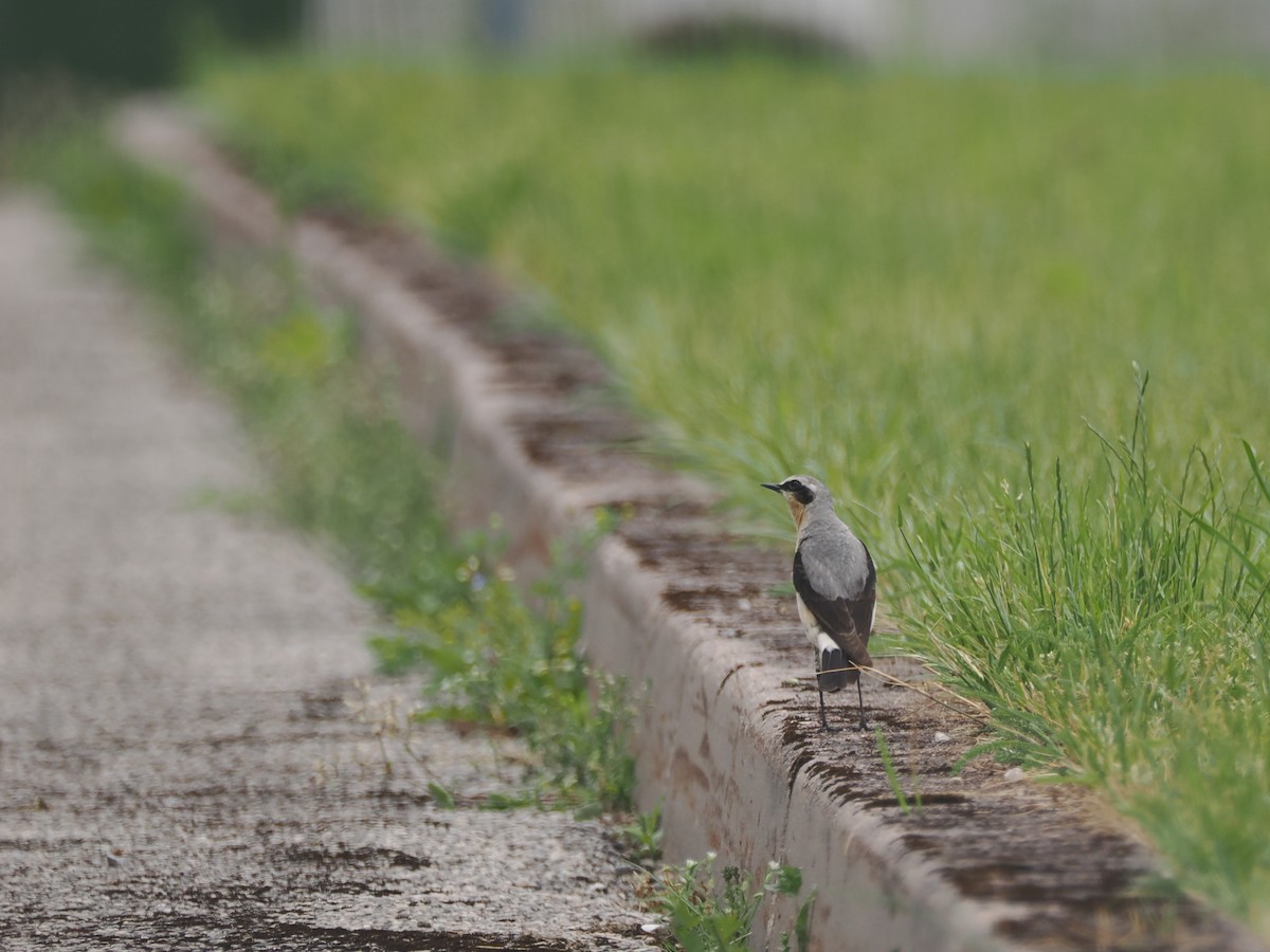 Northern Wheatear - Nicolás Tamargo de Eguren