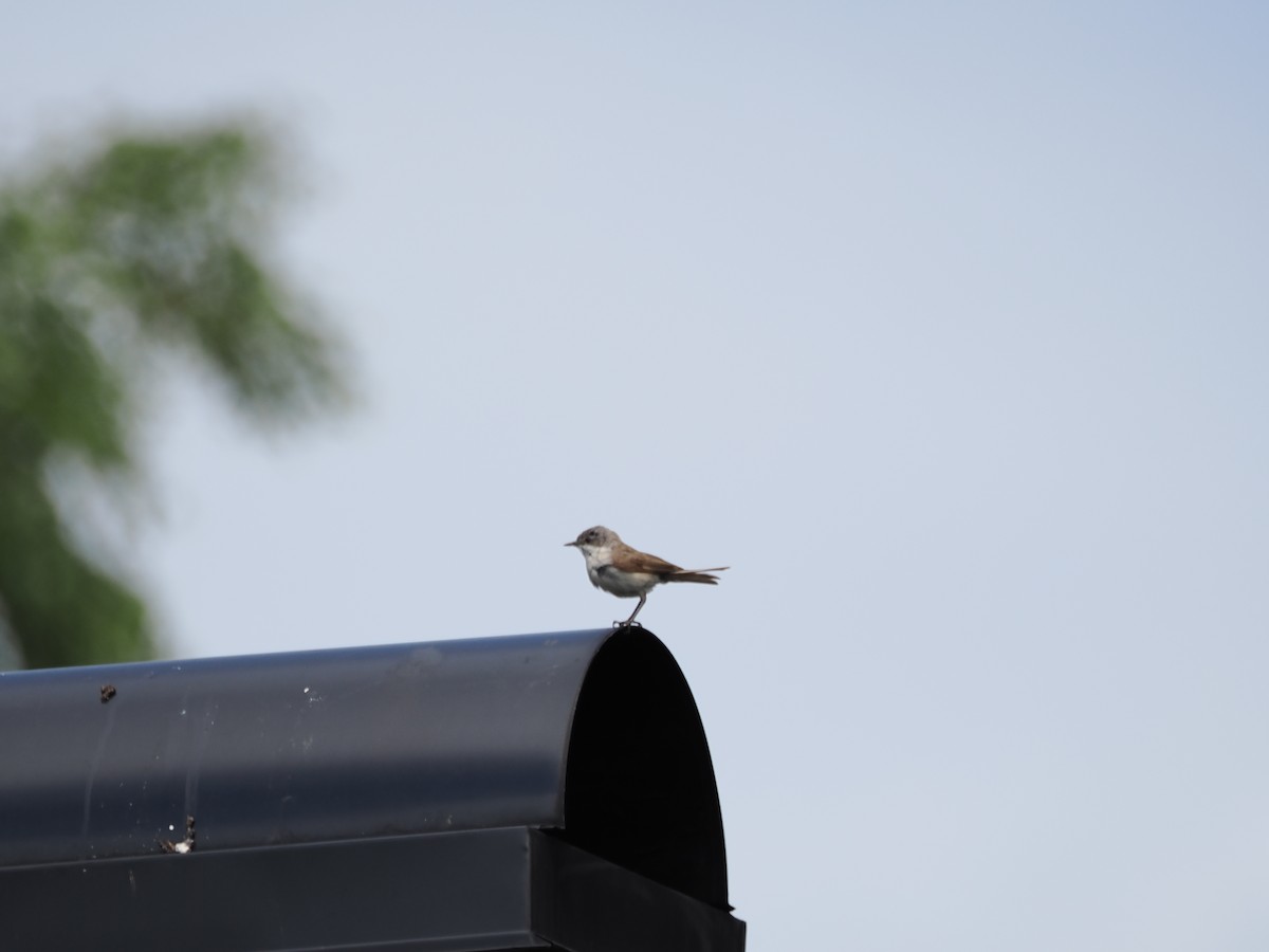 Lesser Whitethroat - ML620336116