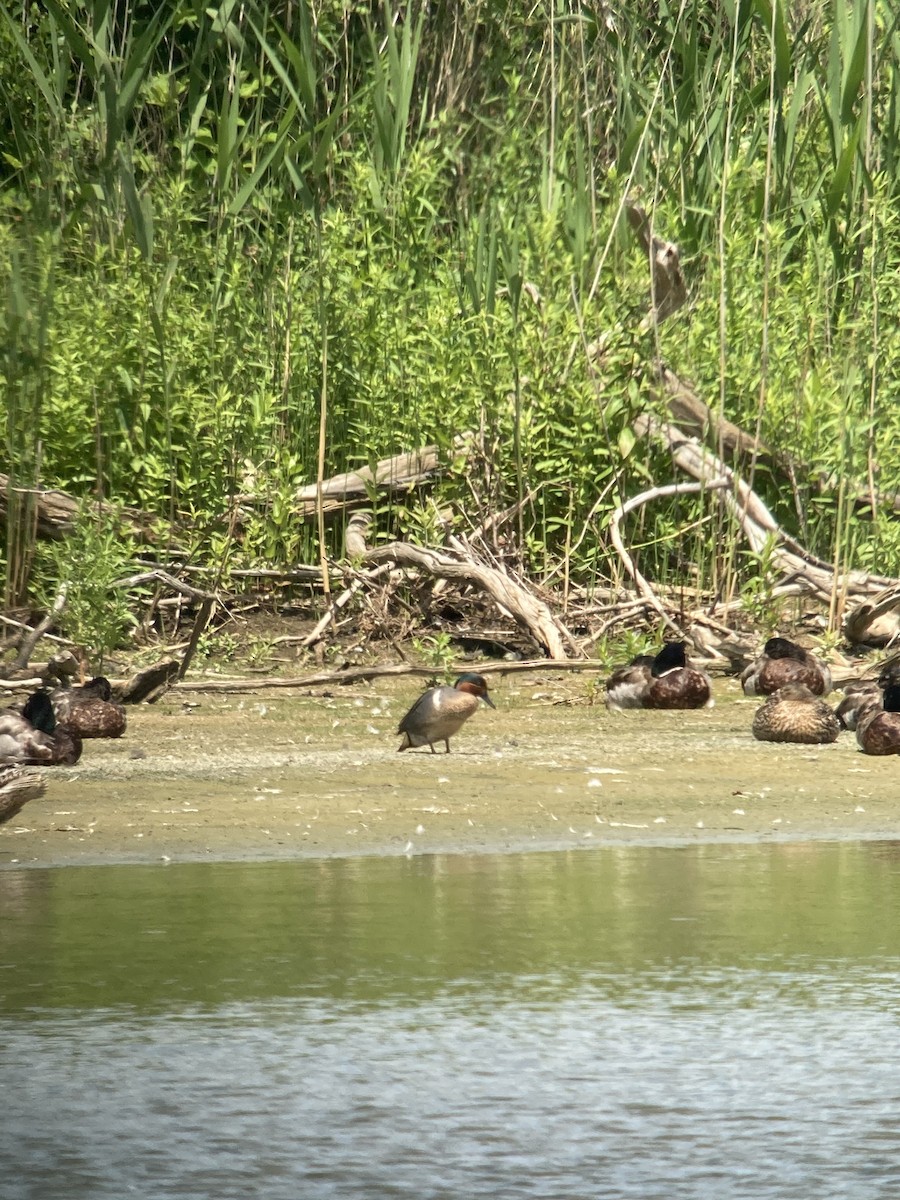 Green-winged Teal - ML620336119