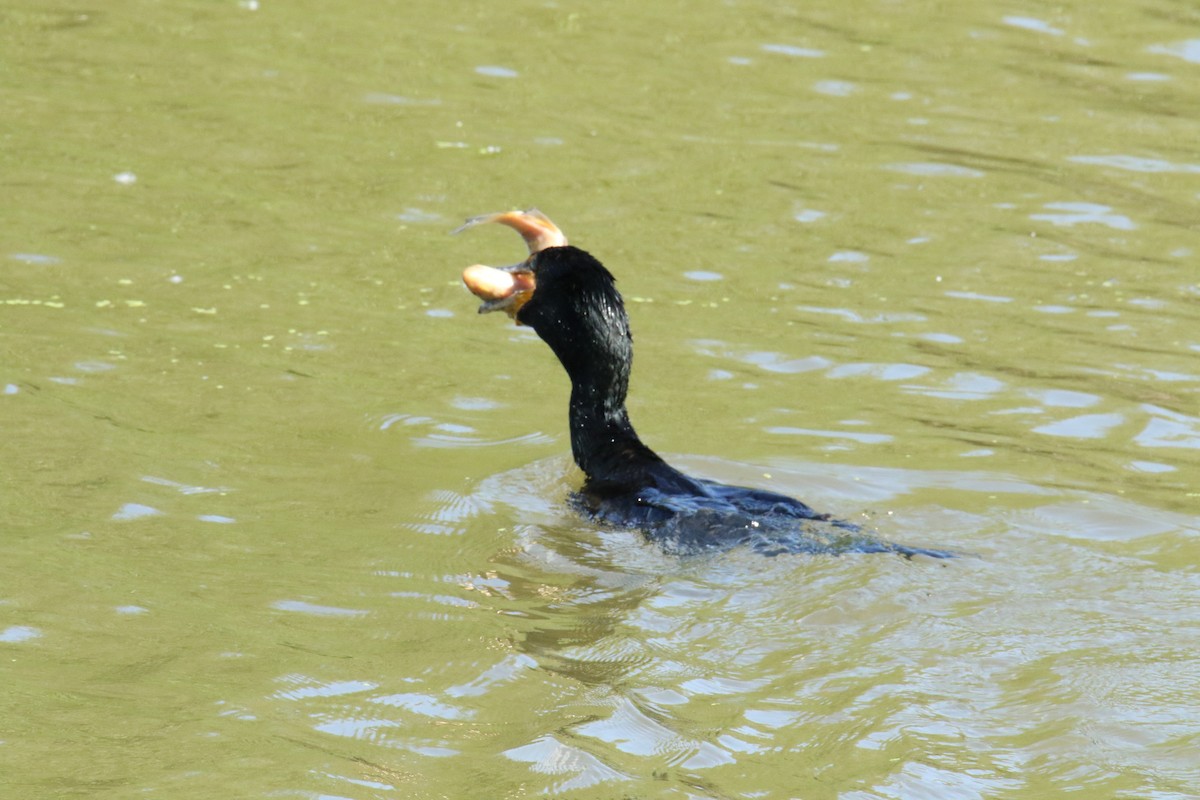 Double-crested Cormorant - ML620336125