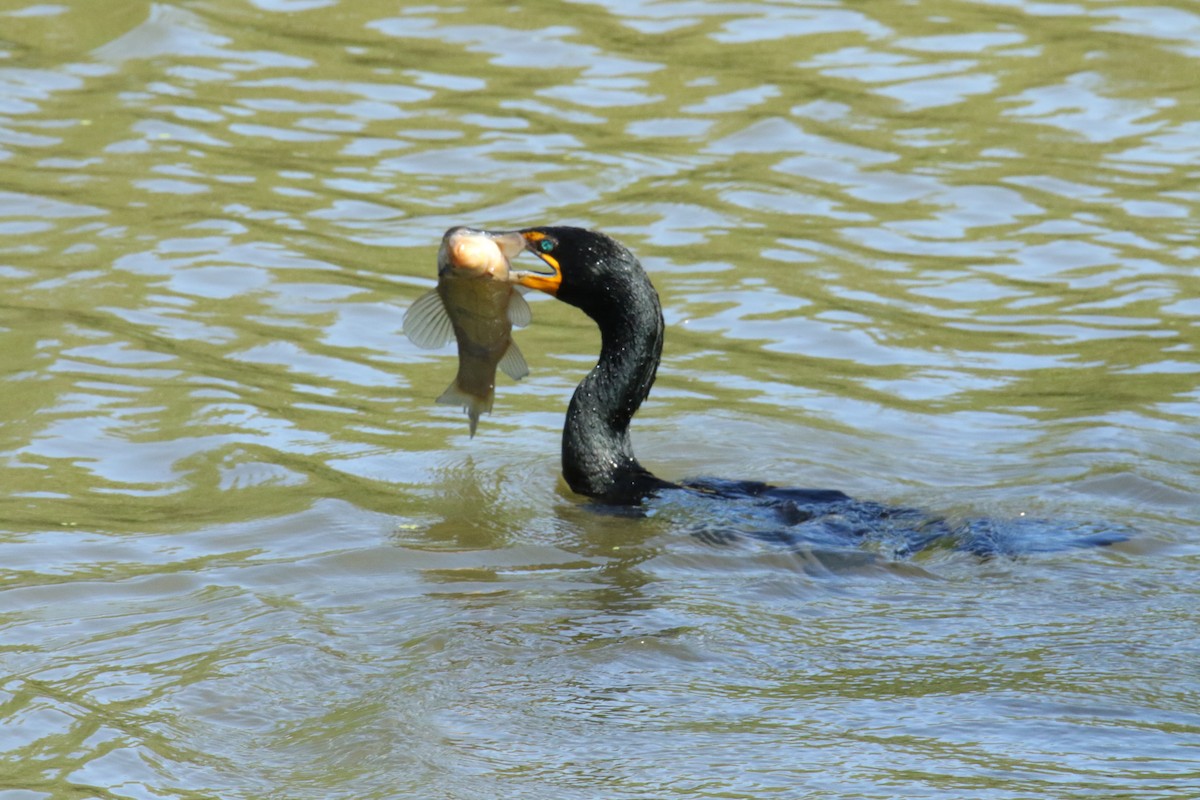 Double-crested Cormorant - ML620336129