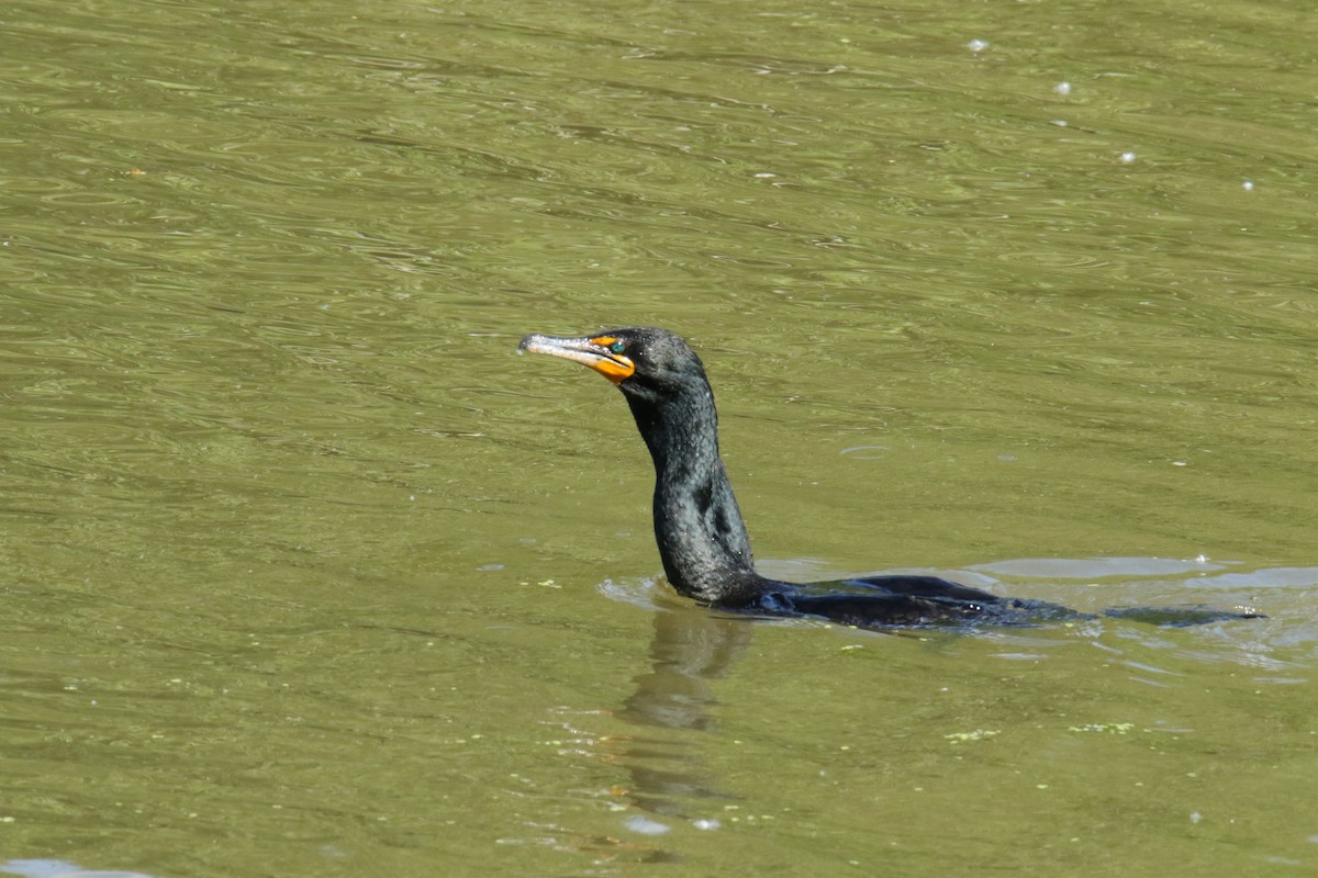 Double-crested Cormorant - Paul Constantino