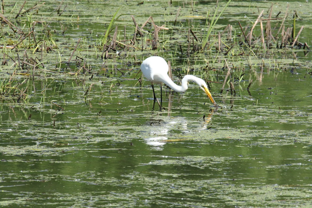 Great Egret - ML620336143