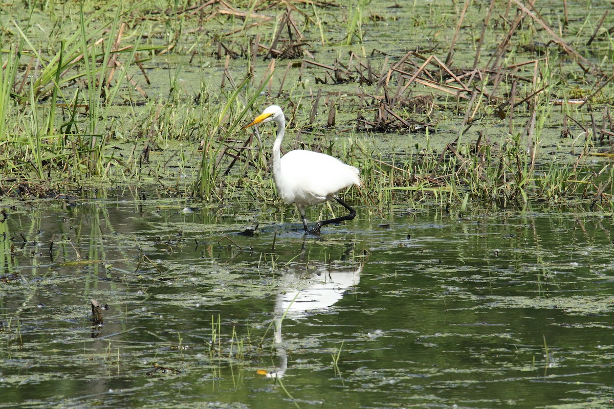 Great Egret - ML620336144