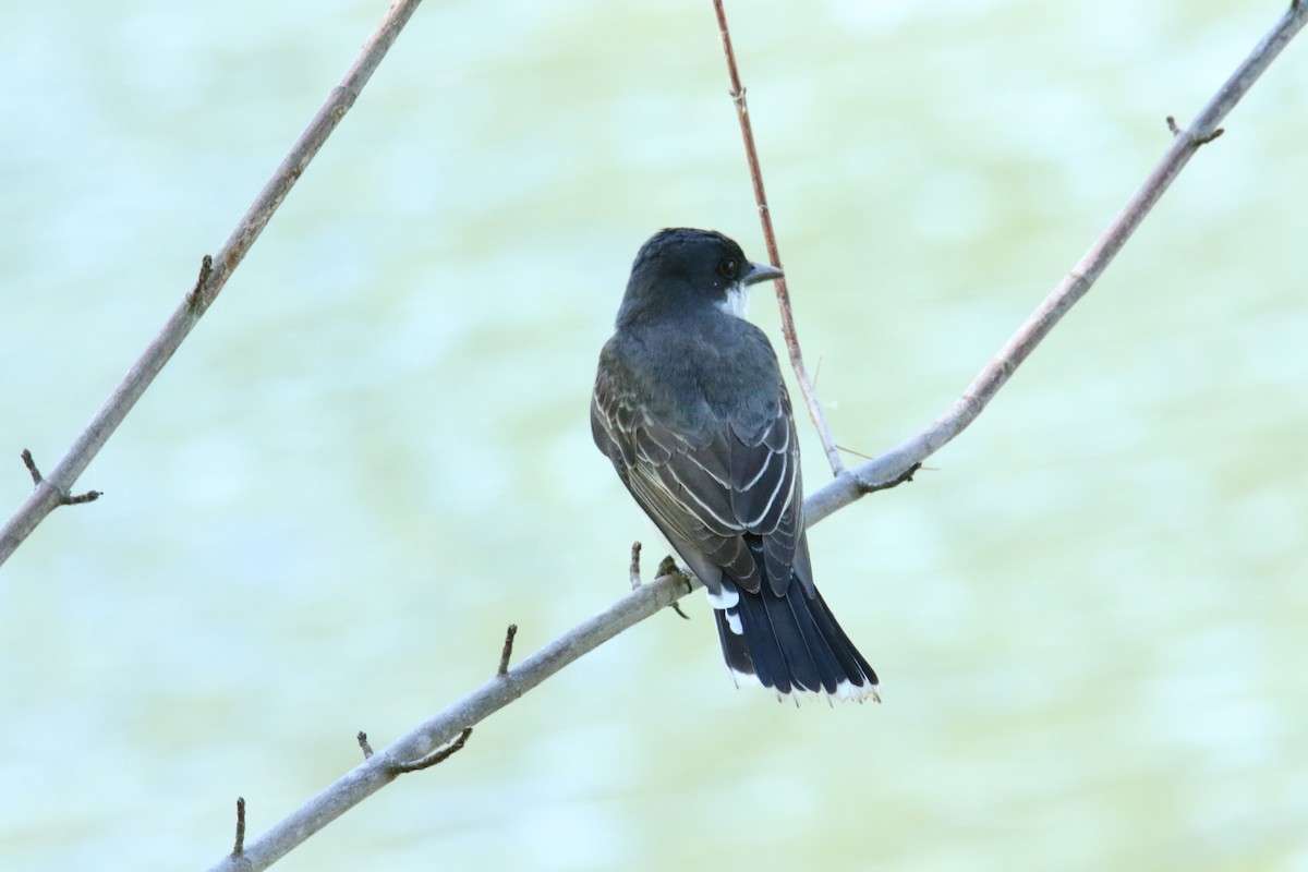 Eastern Kingbird - ML620336155