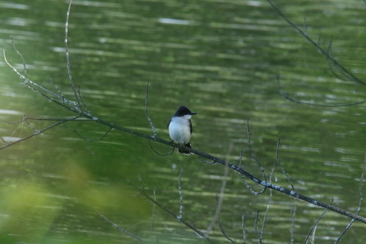 Eastern Kingbird - Paul Constantino