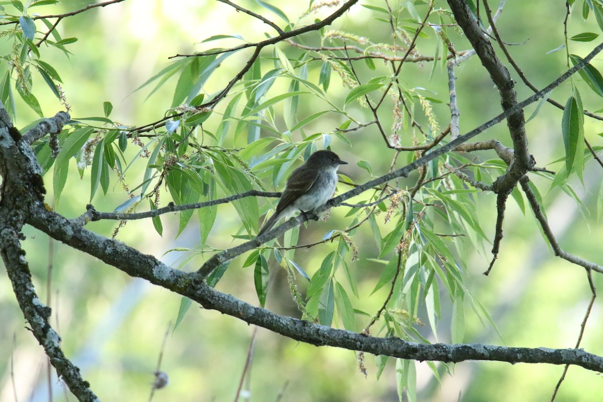 Eastern Phoebe - ML620336166