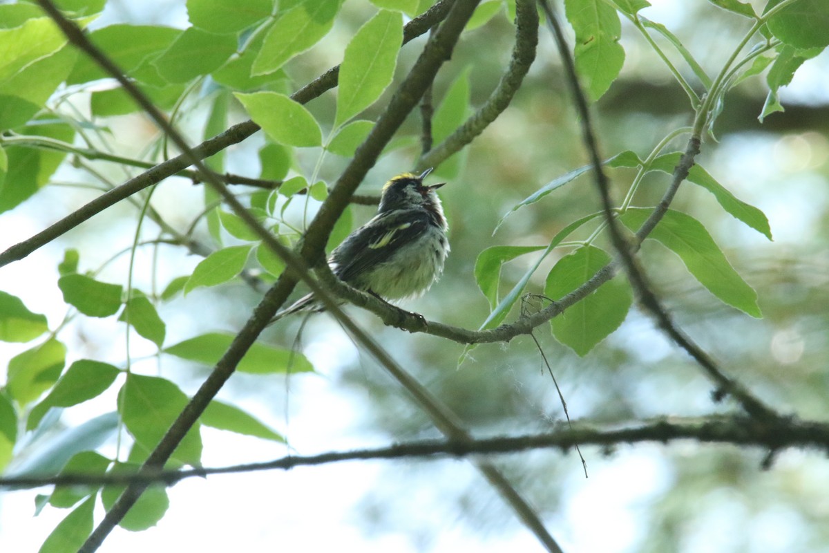 Chestnut-sided Warbler - ML620336176