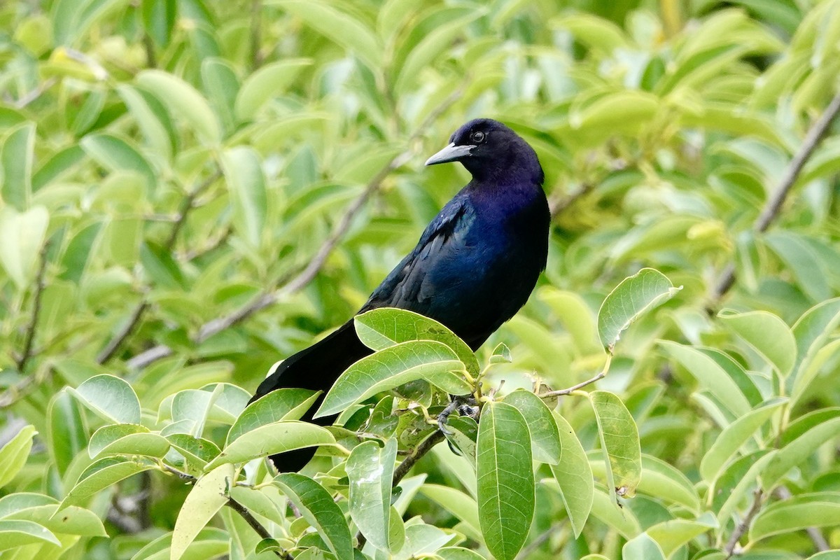 Boat-tailed Grackle - ML620336185