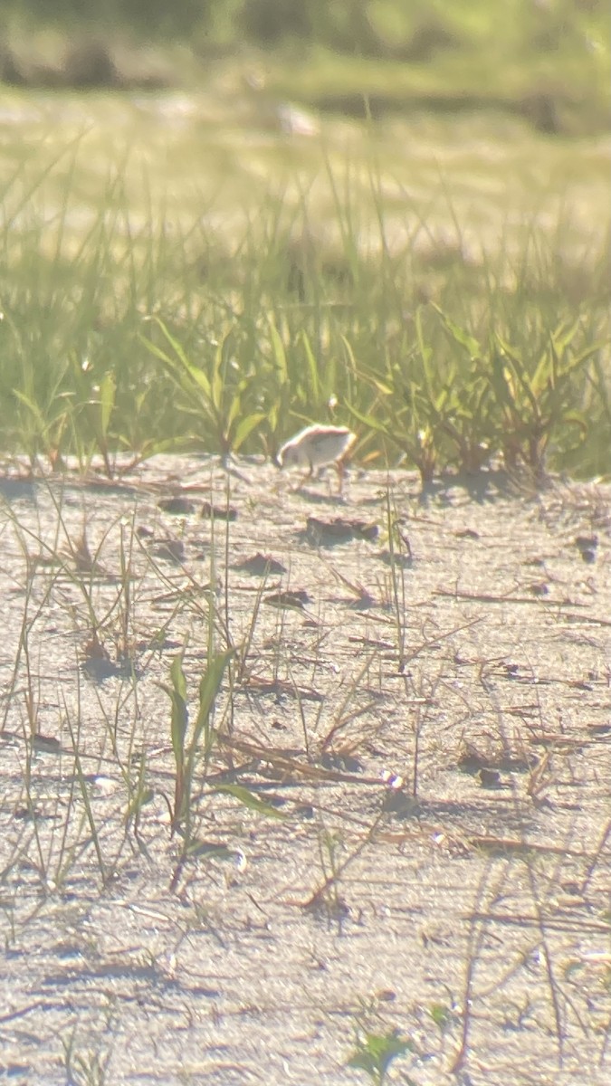 Piping Plover - ML620336192