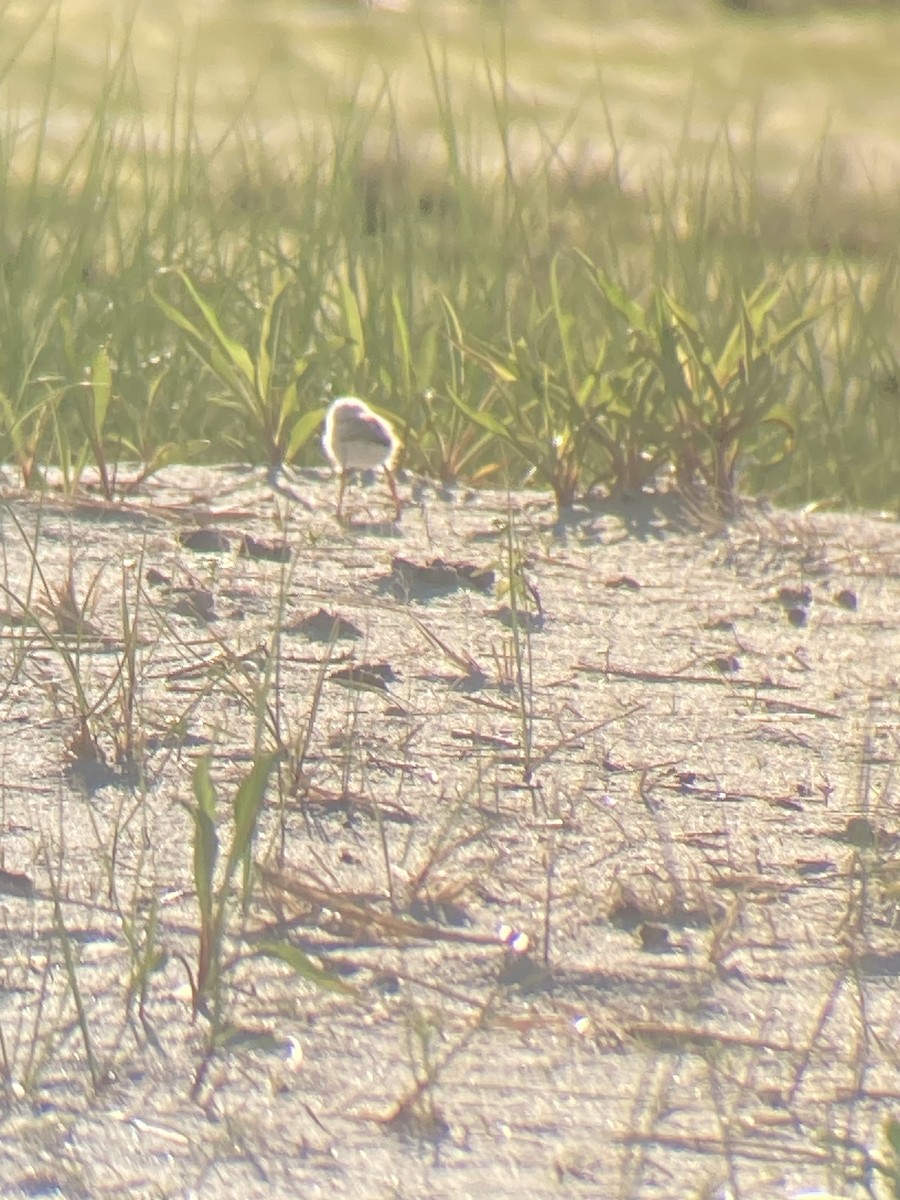 Piping Plover - ML620336193