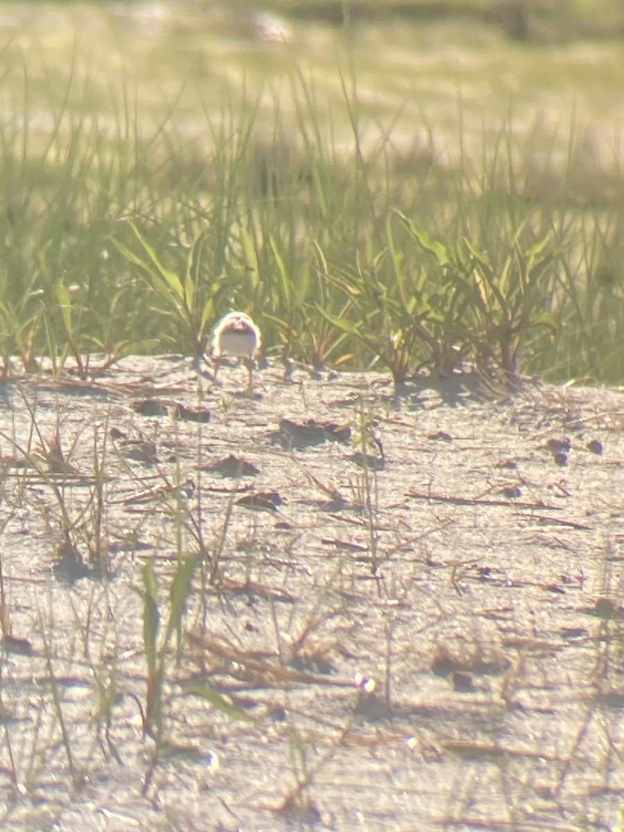Piping Plover - ML620336195