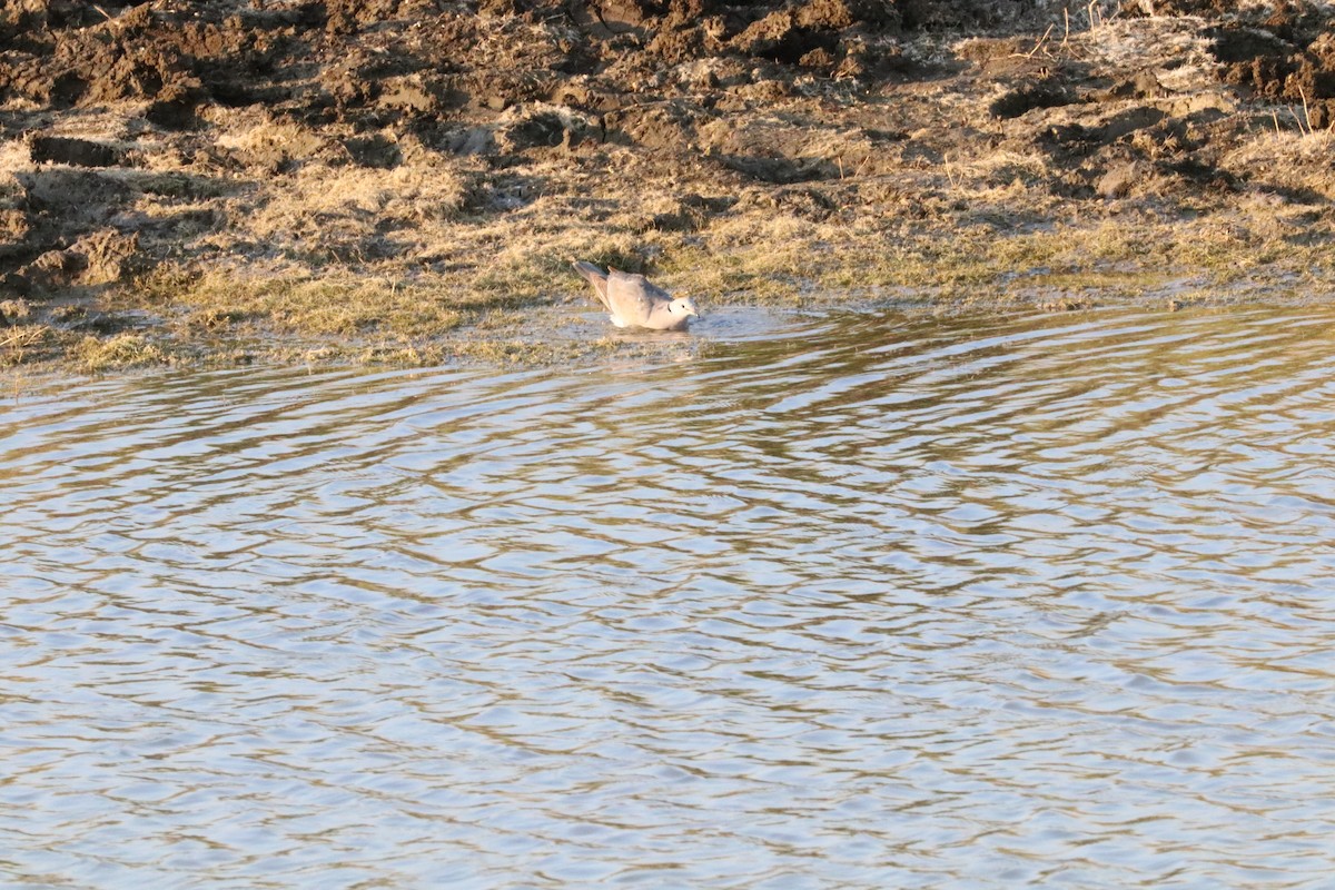 Ring-necked Dove - ML620336197