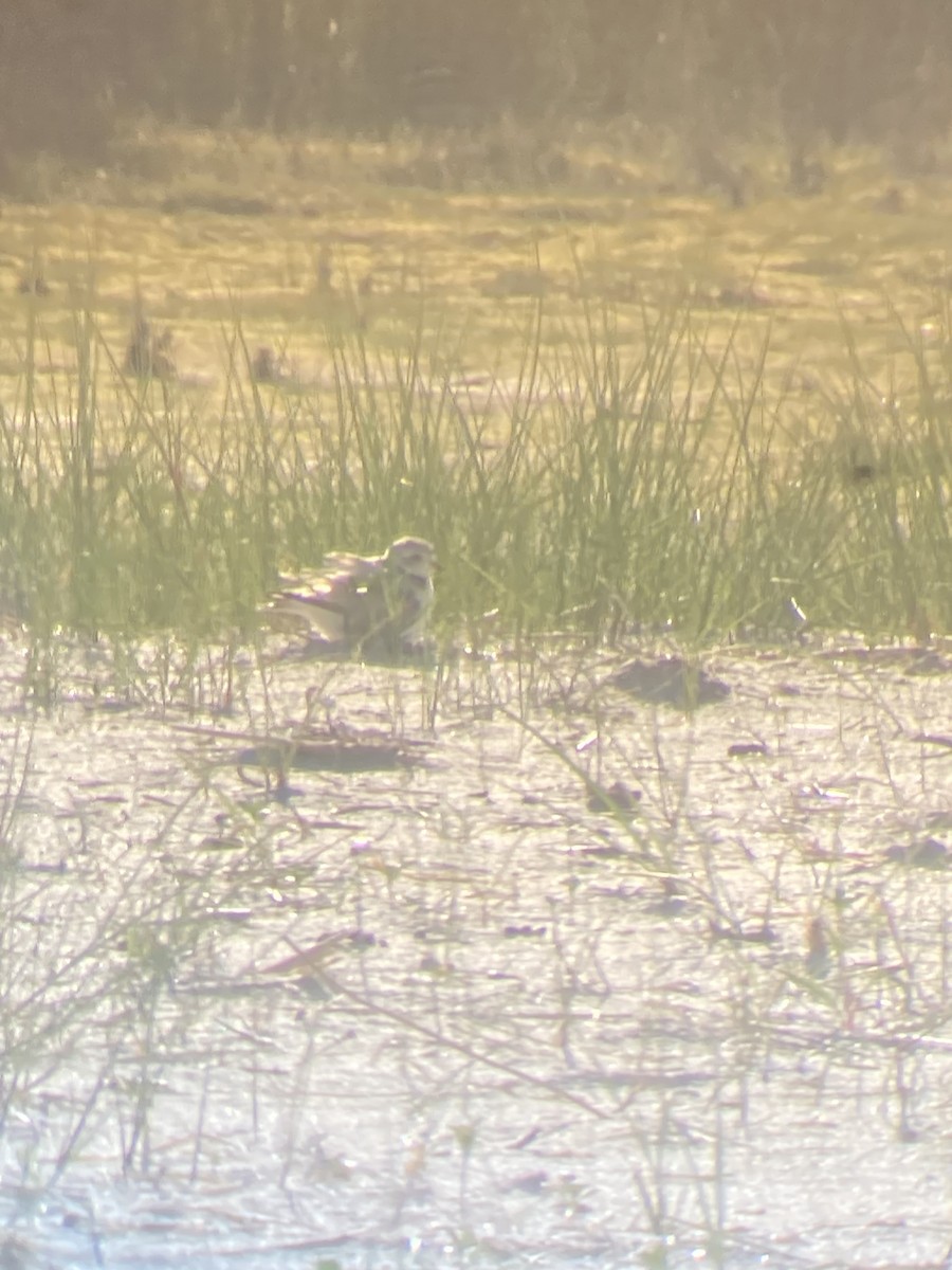 Piping Plover - ML620336198