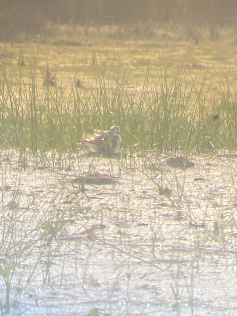 Piping Plover - ML620336199