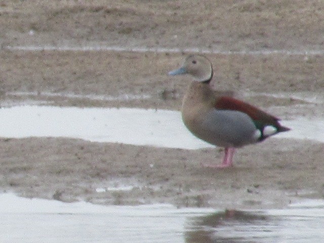 Ringed Teal - ML620336205