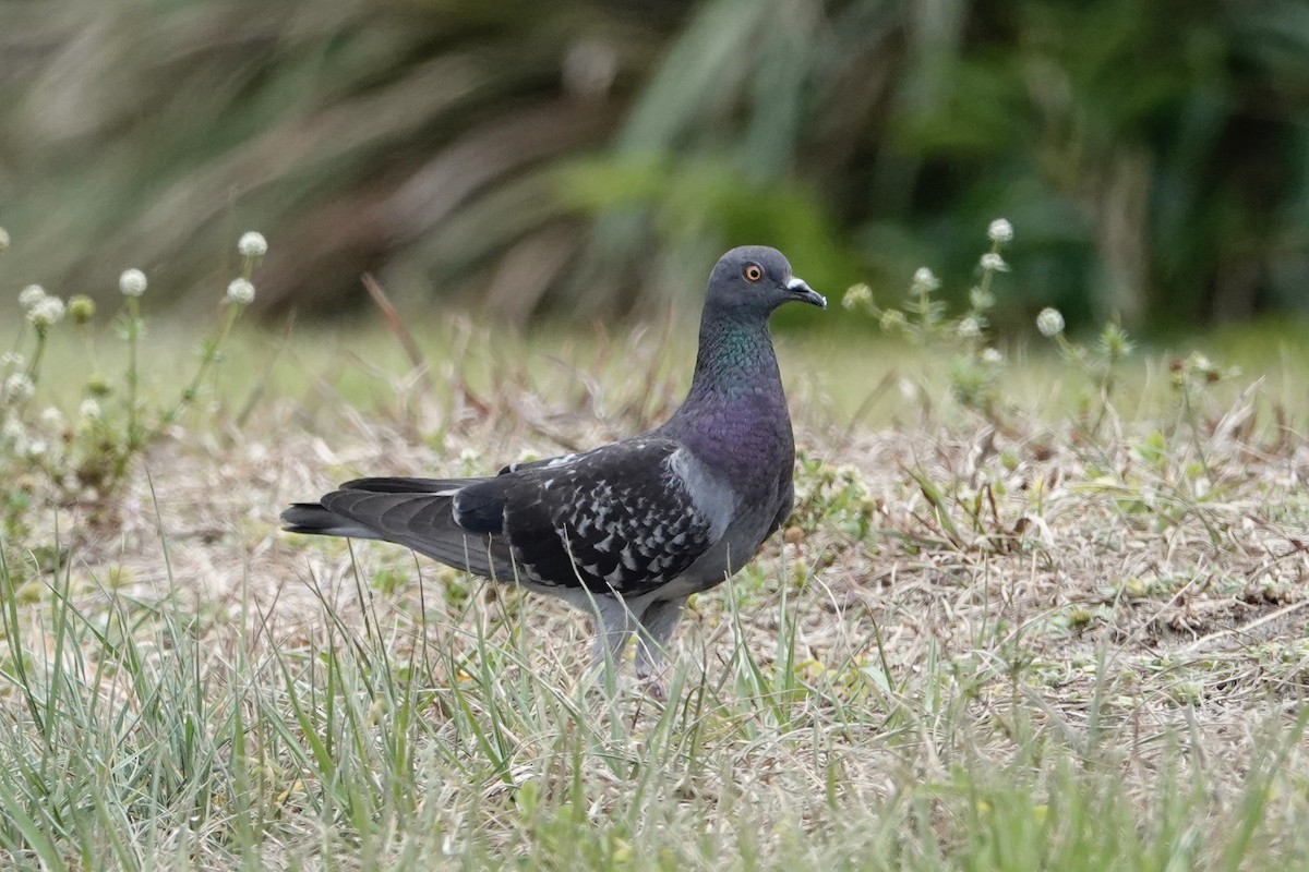 Rock Pigeon (Feral Pigeon) - ML620336232